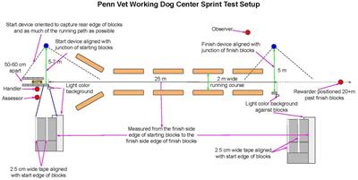 Functional measurement of canine muscular fitness: refinement and reliability of the Penn Vet Working Dog Center Sprint Test